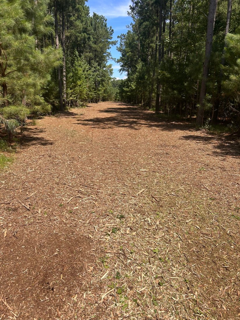 A wide, open road through the pine woods covered in a fresh layer of mulch