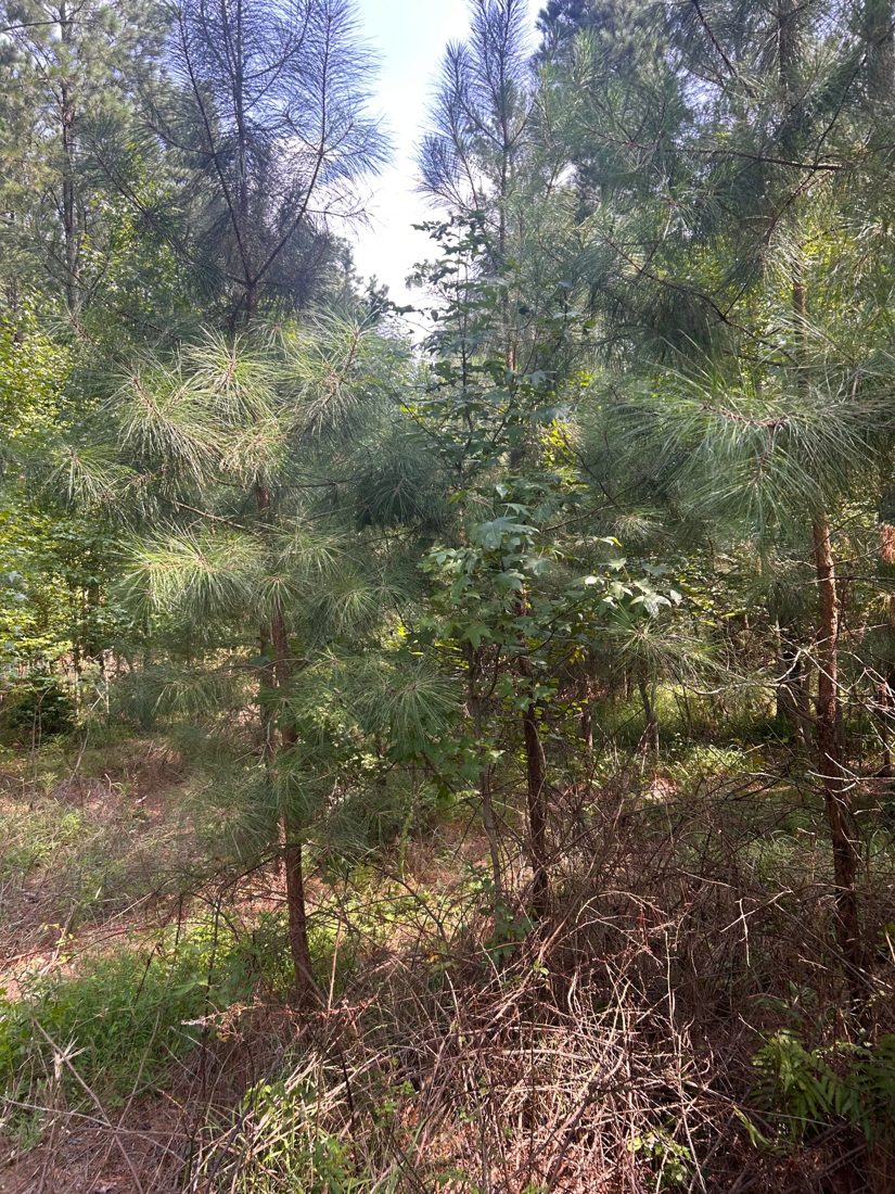 Dense young pines, saplings and thick brush blocking a path through the woods